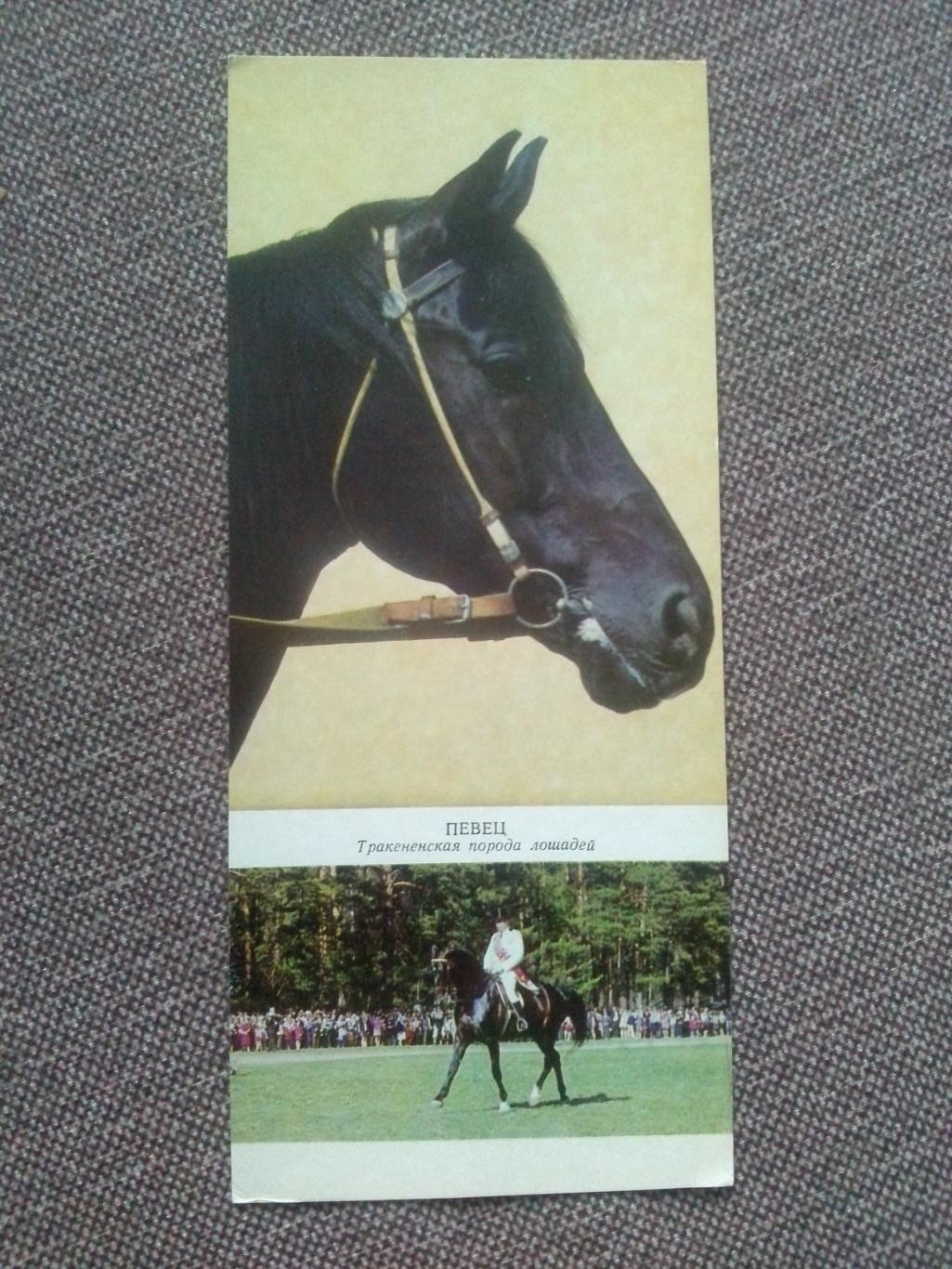 Лошадь Лошади : Тракененская порода лошадей 1972 г. Скачки Конный спорт