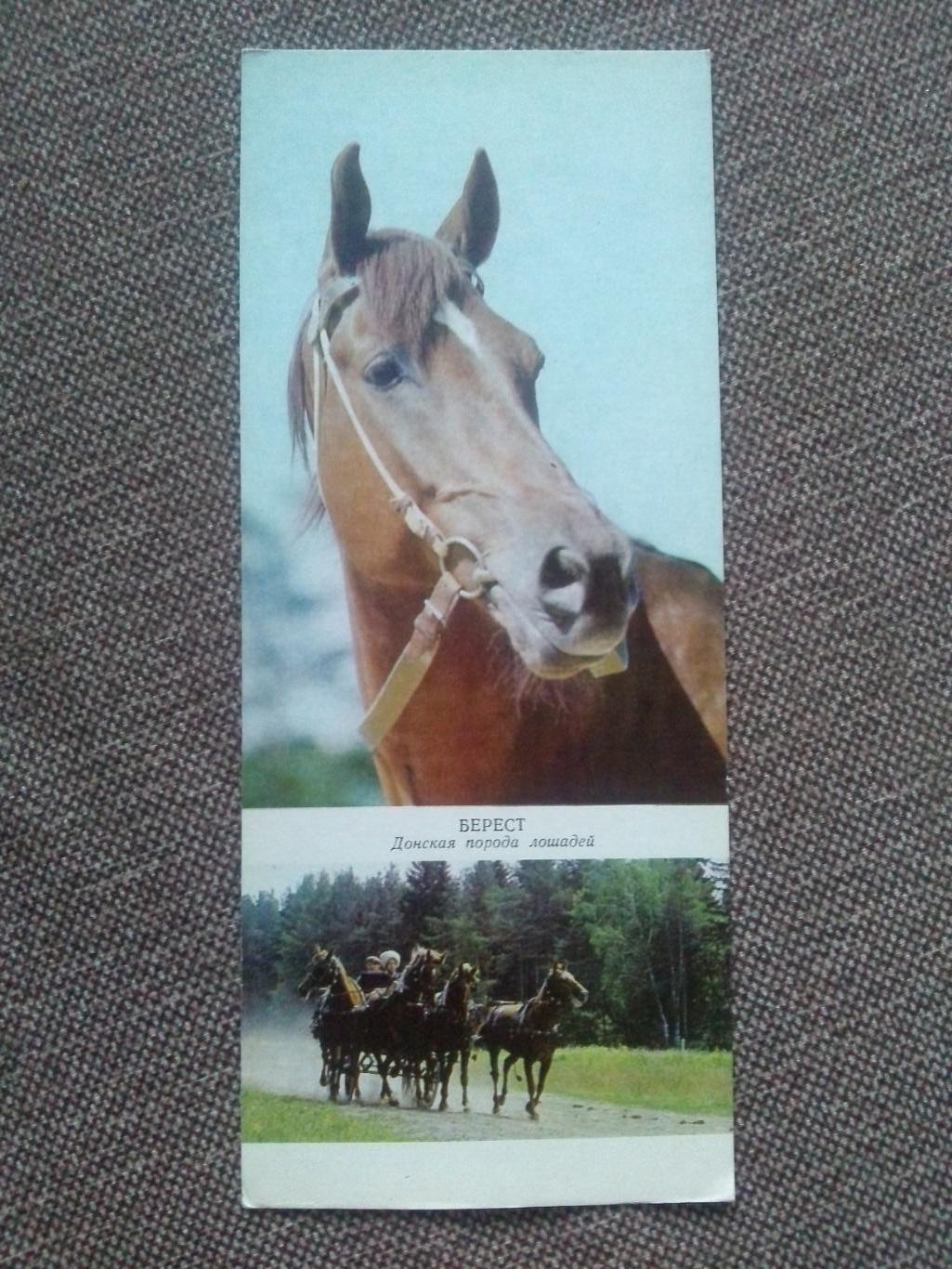Лошадь Лошади : Донская порода лошадей 1972 г. Скачки Конный спорт