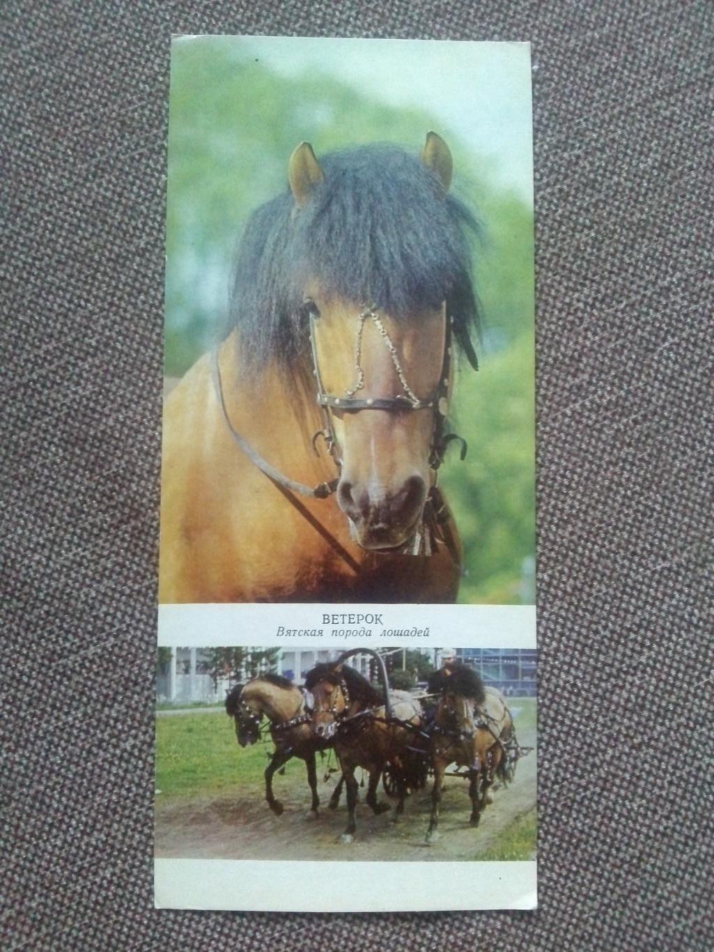 Лошадь Лошади : Вятская лошадь 1972 г.