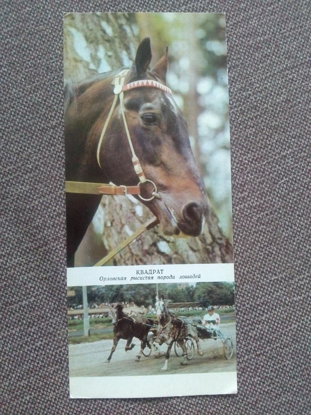 Лошадь Лошади : Орловский рысак 1972 г. Скачки Конный спорт