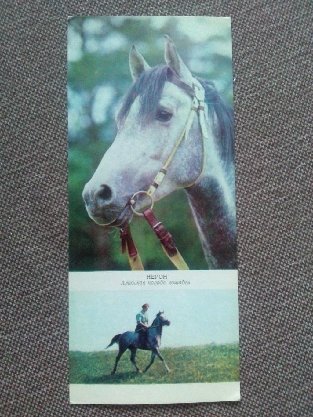Лошадь Лошади : Арабская порода лошадей 1972 г. Скачки Конный спорт