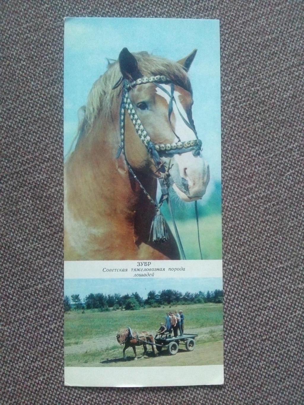 Лошадь Лошади : Советская тяжеловозная порода лошадей 1972 г.