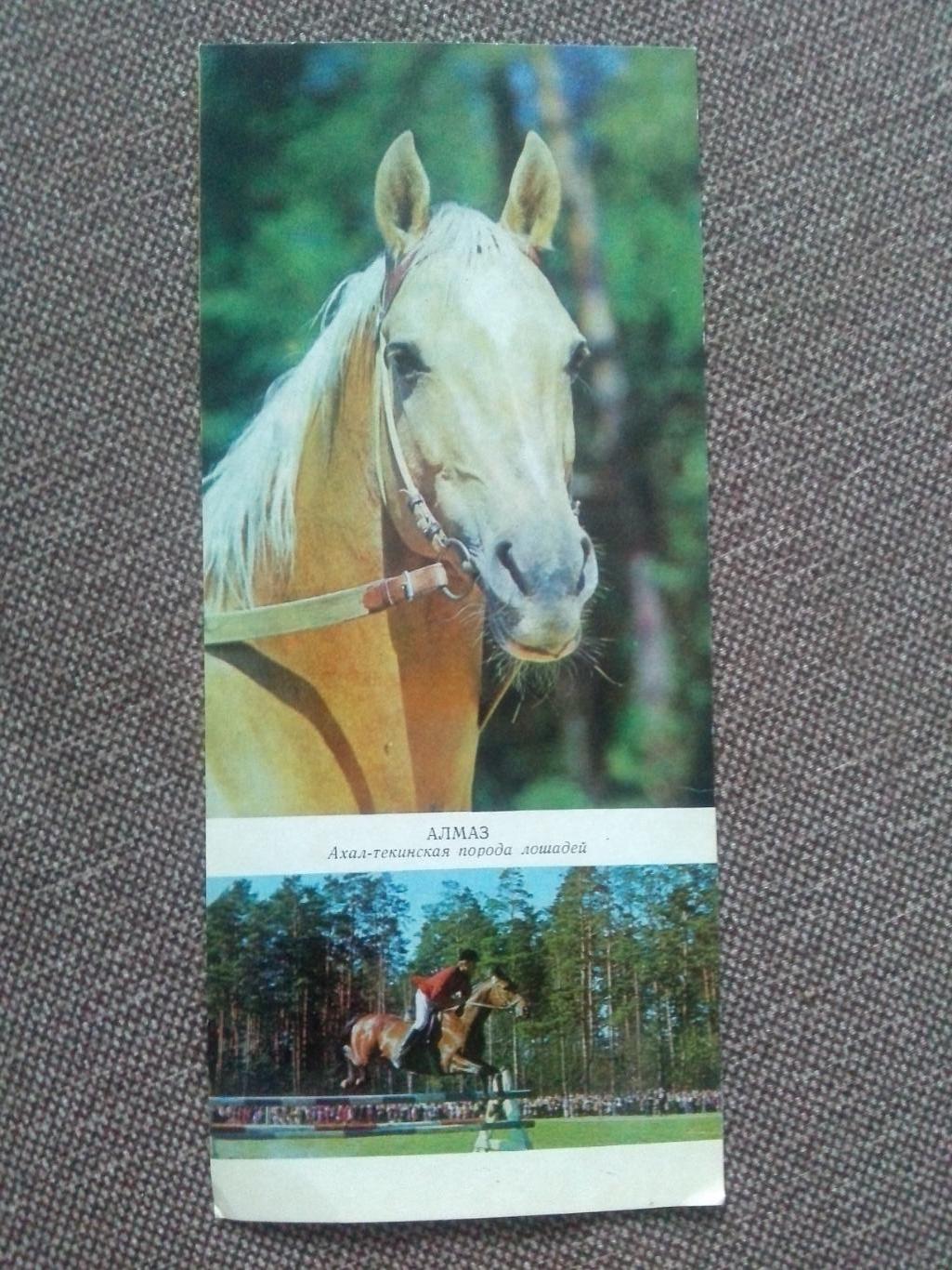 Лошадь Лошади : Ахал-текинская порода лошадей 1972 г. Скачки Конный спорт