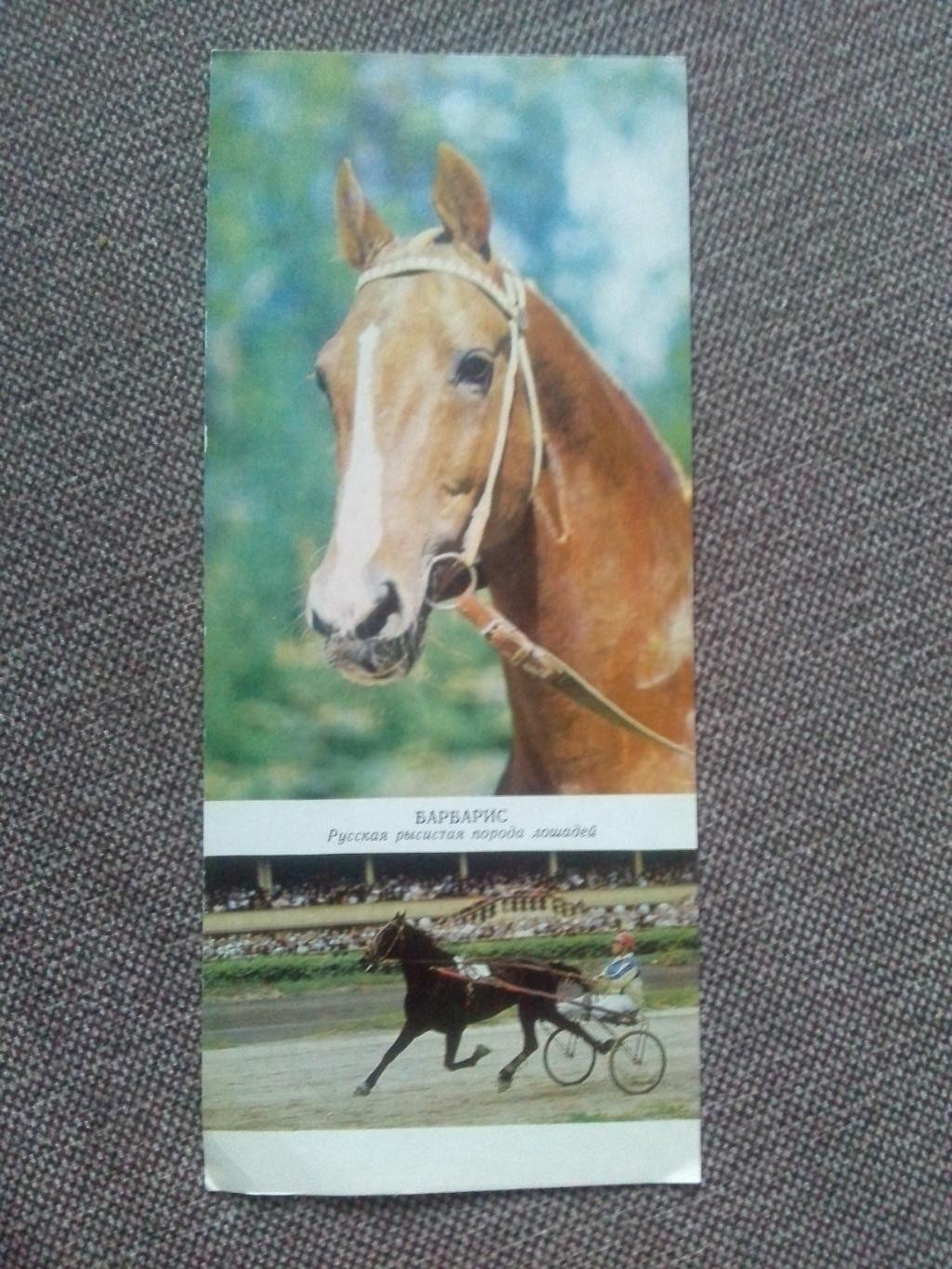 Лошадь Лошади : Русская рысистая порода лошадей 1972 г. Скачки Конный спорт