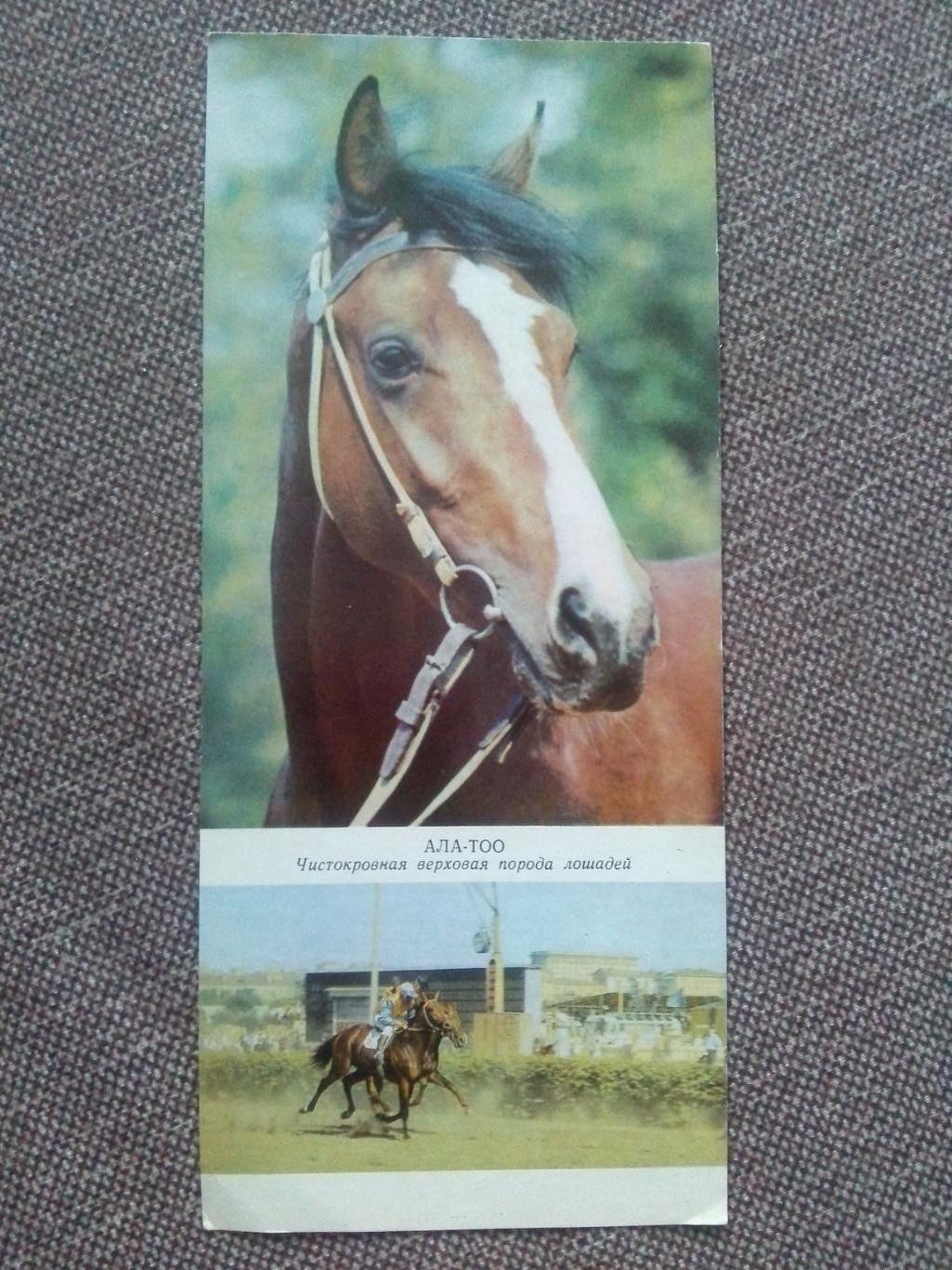 Лошадь Лошади : Чистокровная верховая порода лошадей 1972 г. Конный спорт