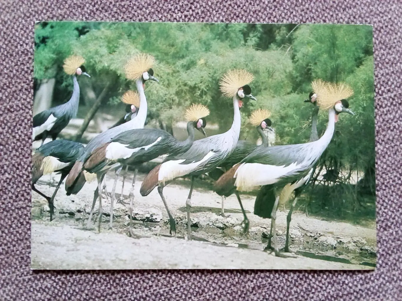 Венценосные журавли 1983 г. (почтовая) Птицы , фауна