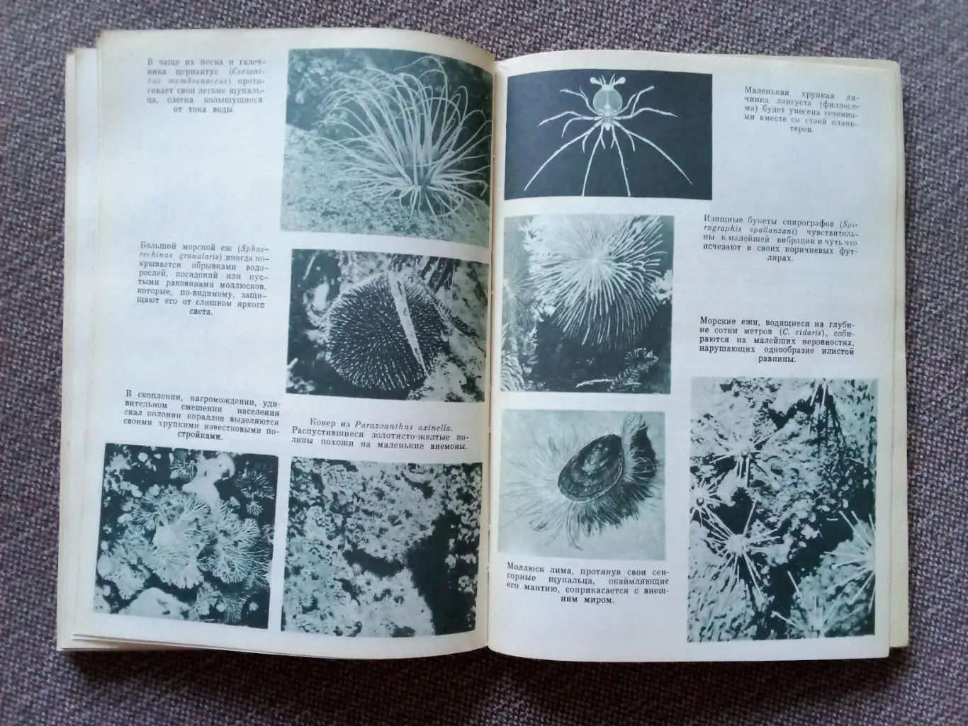 Рэмон Вэсьнер - Человек и подводный мир 1971 г. (Дайвинг , подводное плавание) 4