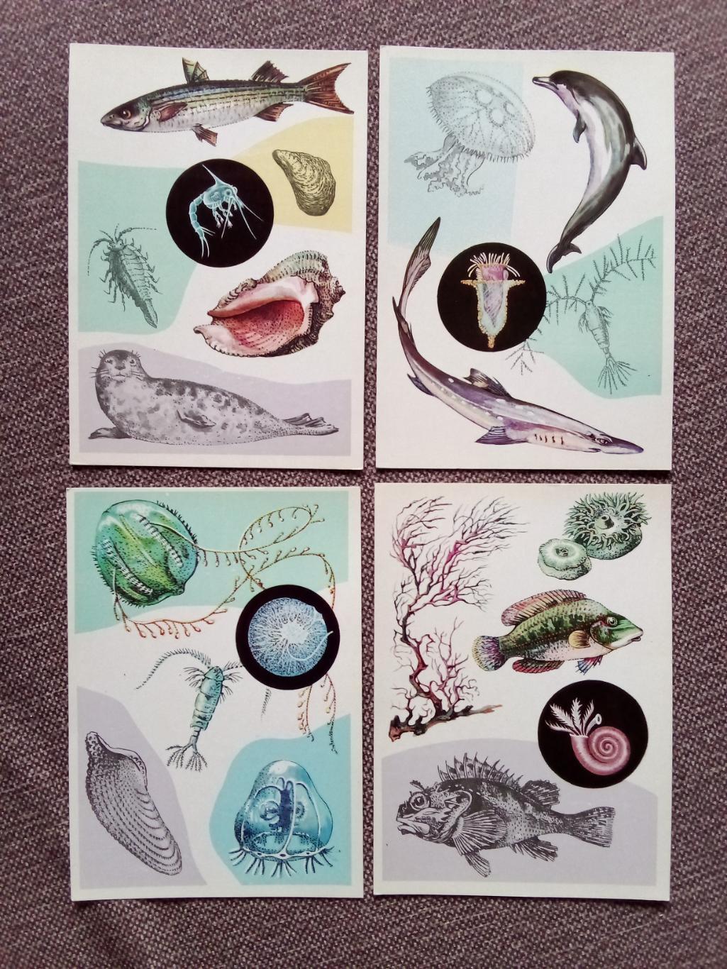 Морской животный мир : У моря 1979 г. полный набор - 16 открыток (Фауна животные 2