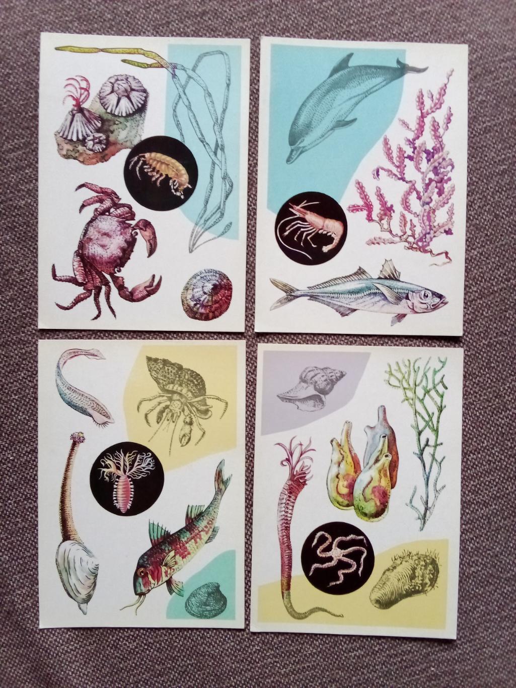 Морской животный мир : У моря 1979 г. полный набор - 16 открыток (Фауна животные 3