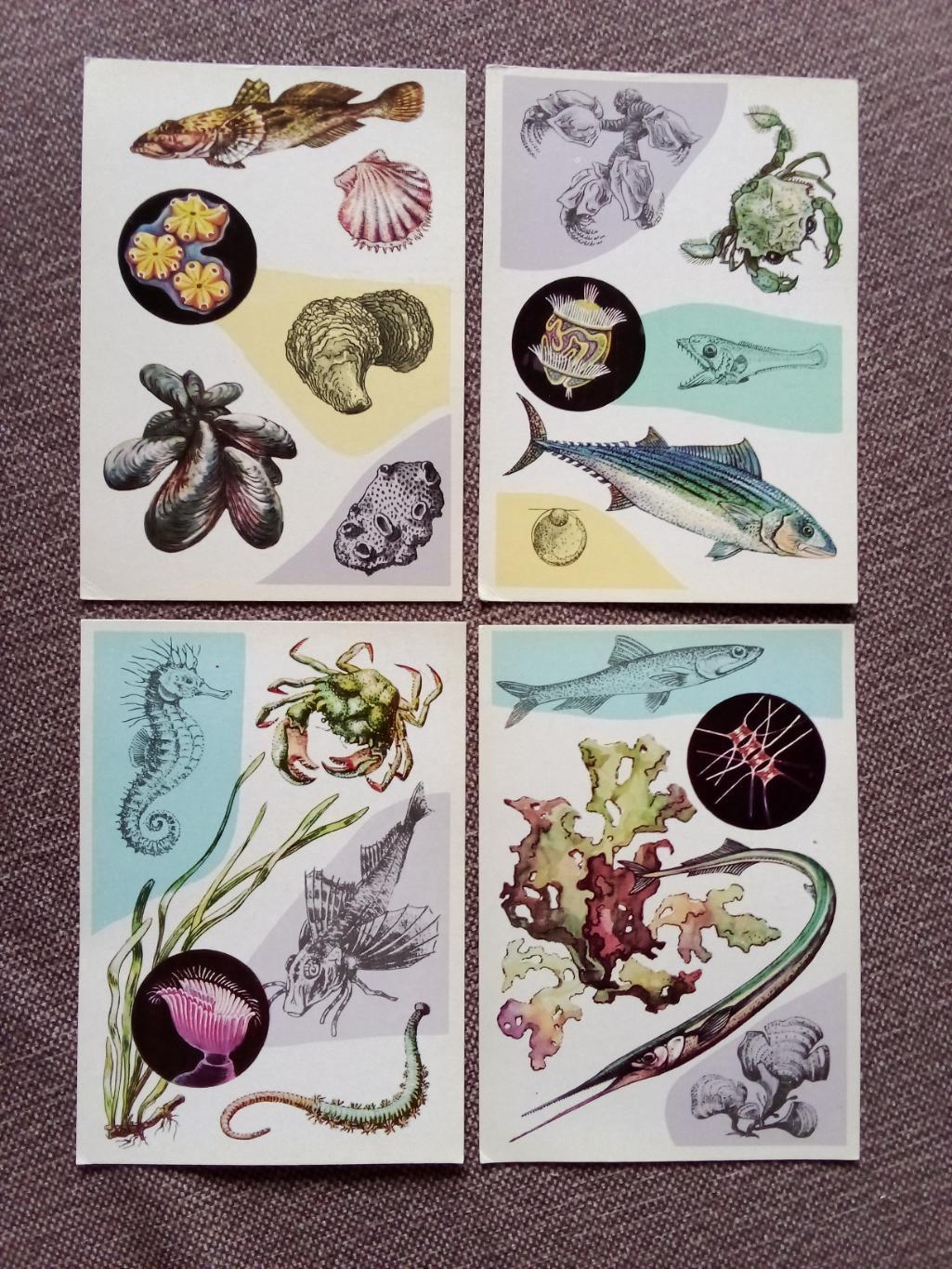 Морской животный мир : У моря 1979 г. полный набор - 16 открыток (Фауна животные 4