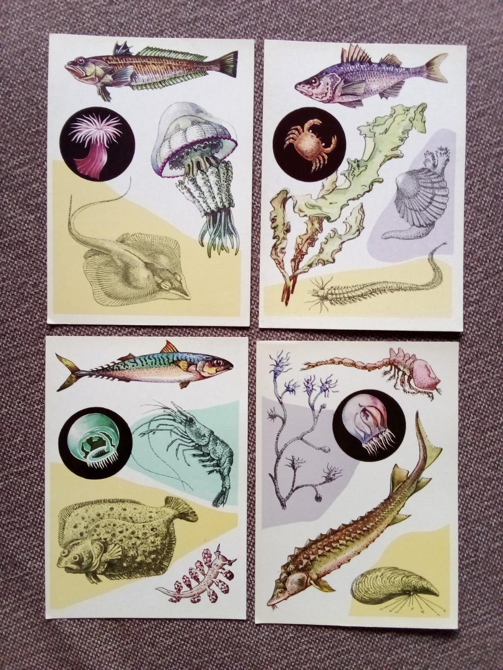 Морской животный мир : У моря 1979 г. полный набор - 16 открыток (Фауна животные 5