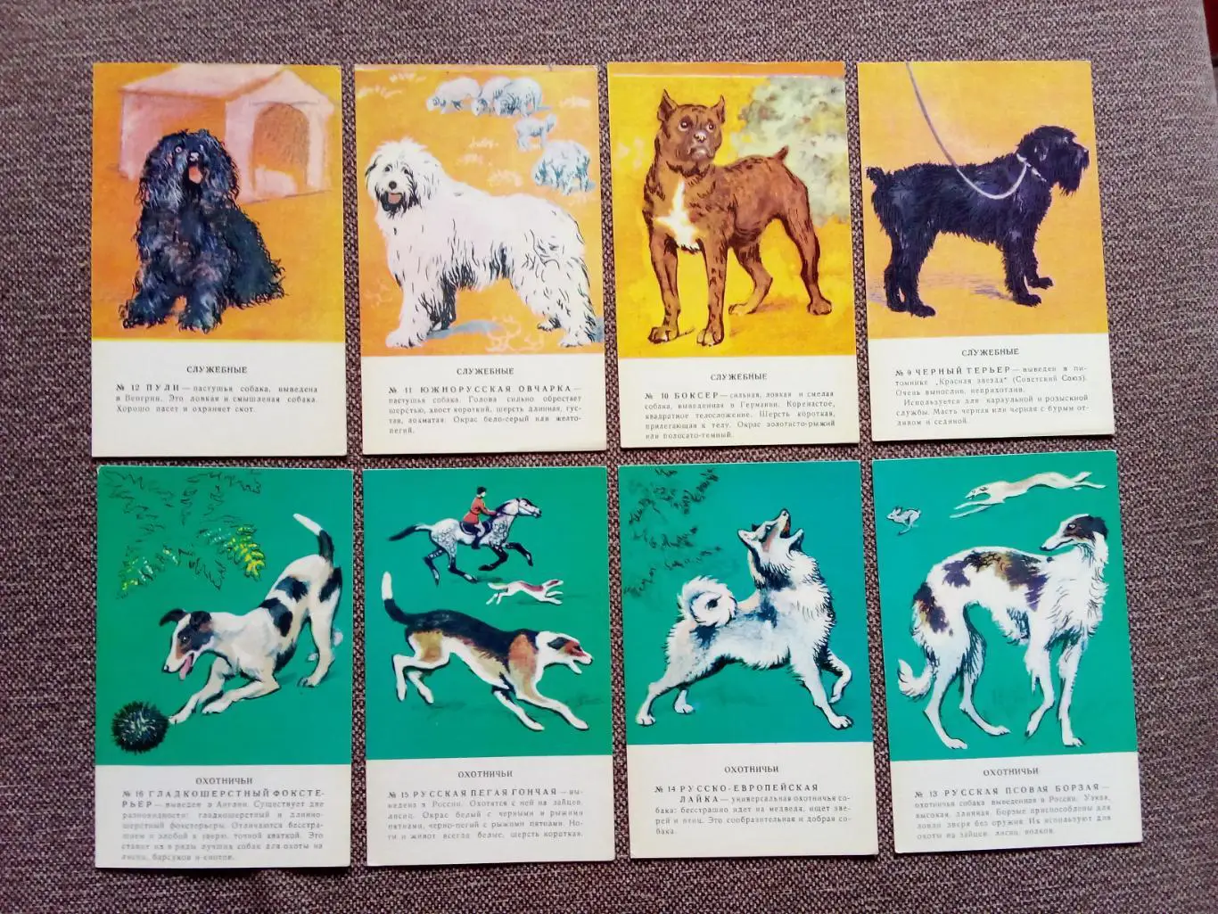 Четвероногий друг (Собаки) 1983 г. полный набор - 36 открыток (Животные фауна) 3