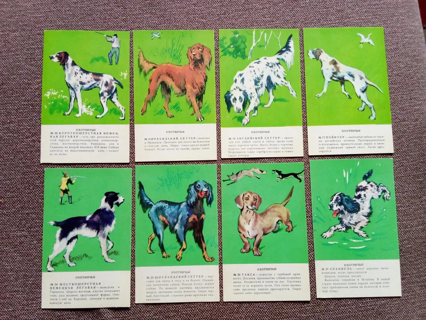 Четвероногий друг (Собаки) 1983 г. полный набор - 36 открыток (Животные фауна) 4