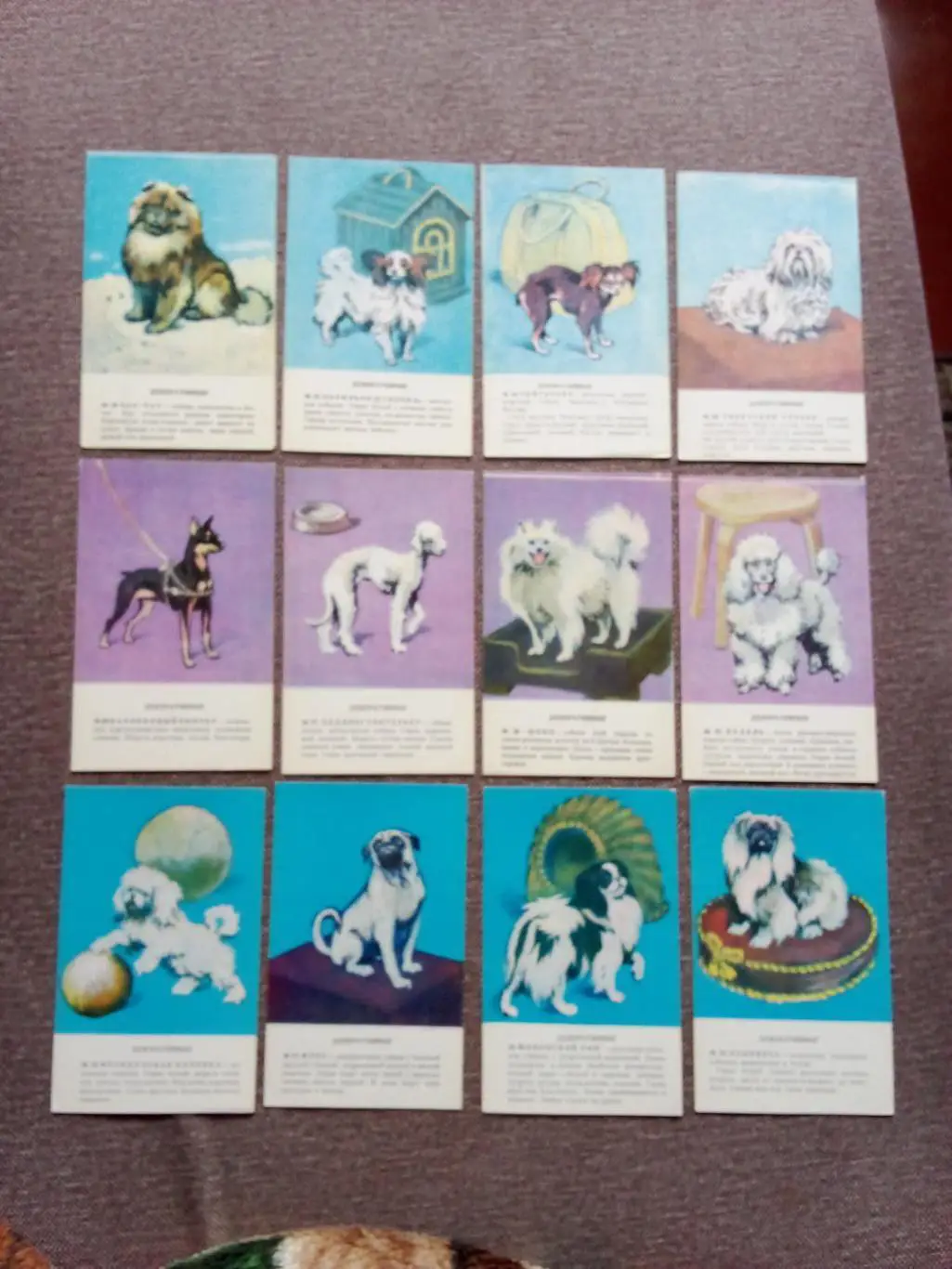 Четвероногий друг (Собаки) 1983 г. полный набор - 36 открыток (Животные фауна) 5
