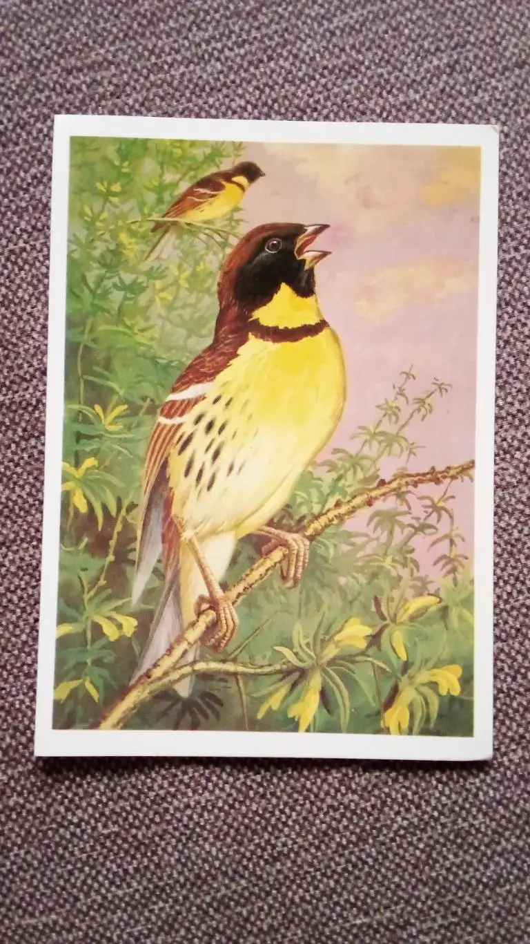 Птицы : Дубровник 1984 г. ( Птица , фауна , природа )