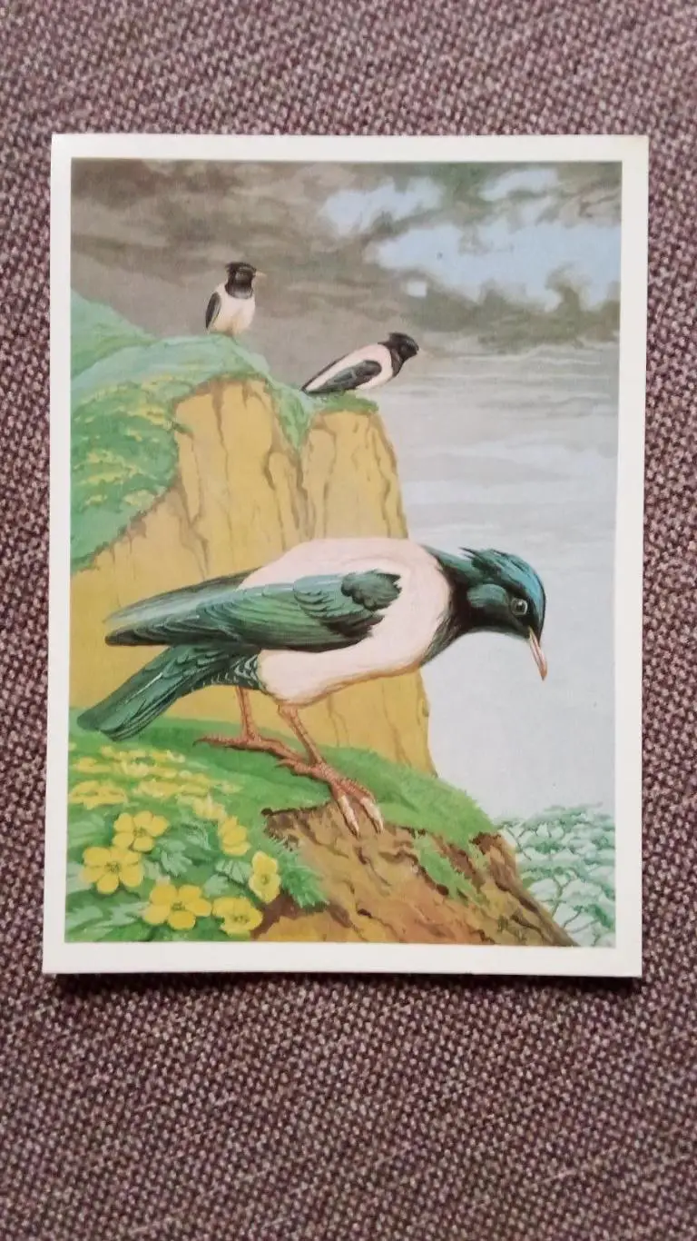 Птицы : Розовые скворцы 1984 г. ( Птица , фауна , природа ) Розовый скворец