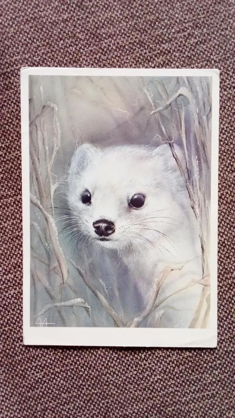 Горностай 1989 г. ( Животные , фауна )