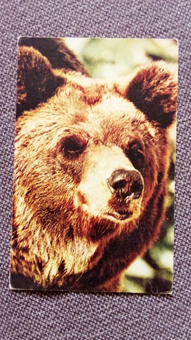 Бурый медведь 1969 г. ( фауна , животные , хищник , животный мир )