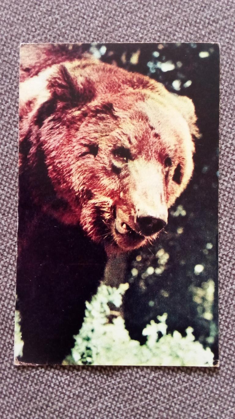 Бурый медведь 1970 г. ( фауна , животные , хищник , животный мир )