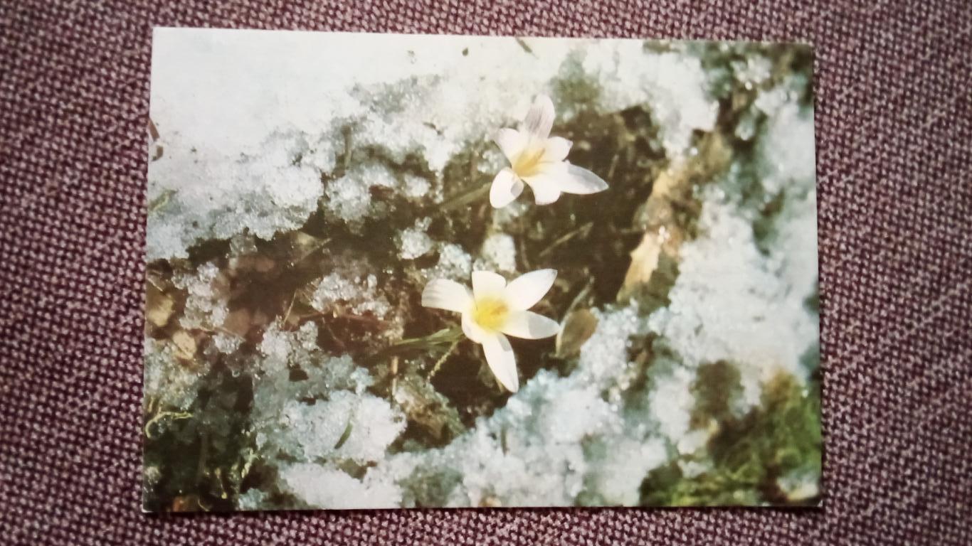 Подснежники 1987 г. Цветы , флора , растения
