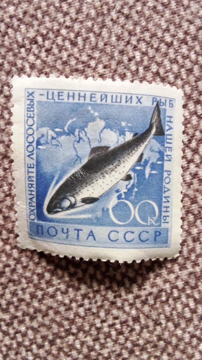 СССР : 60 - е годы Лососевые рыбы MNH * рыба фауна (филателия) Лосось