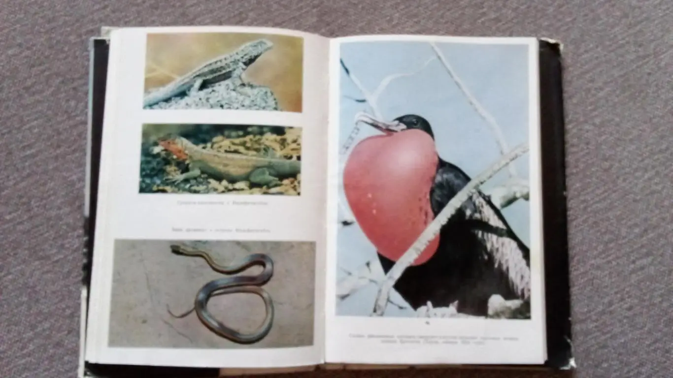 Зачарованные острова - Галапагосы 1971 г. (Галапагосские острова) Фауна и флора 4