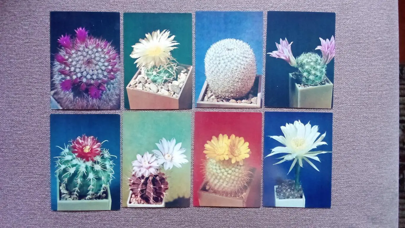Кактусы 1984 г. Выпуск № 1 , полный набор - 24 открытки (чистые) Цветы Растения 3