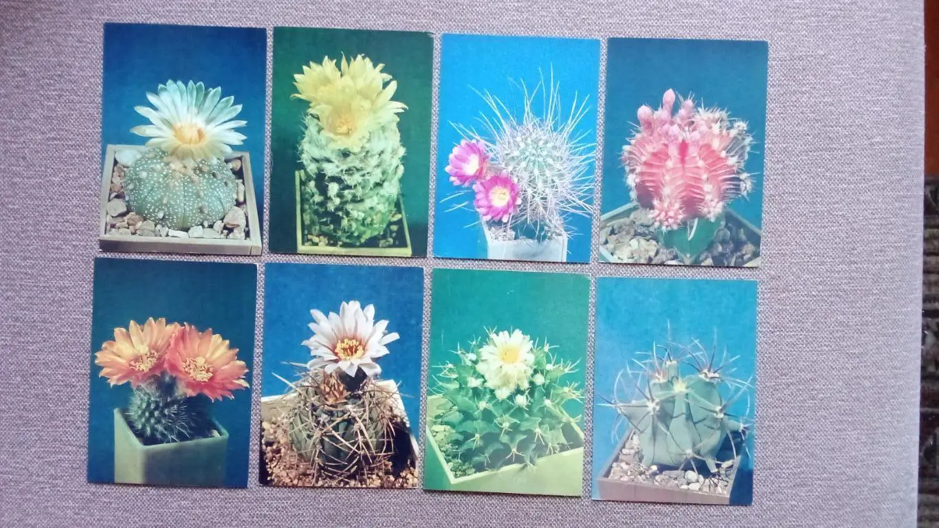 Кактусы 1984 г. Выпуск № 1 , полный набор - 24 открытки (чистые) Цветы Растения 4