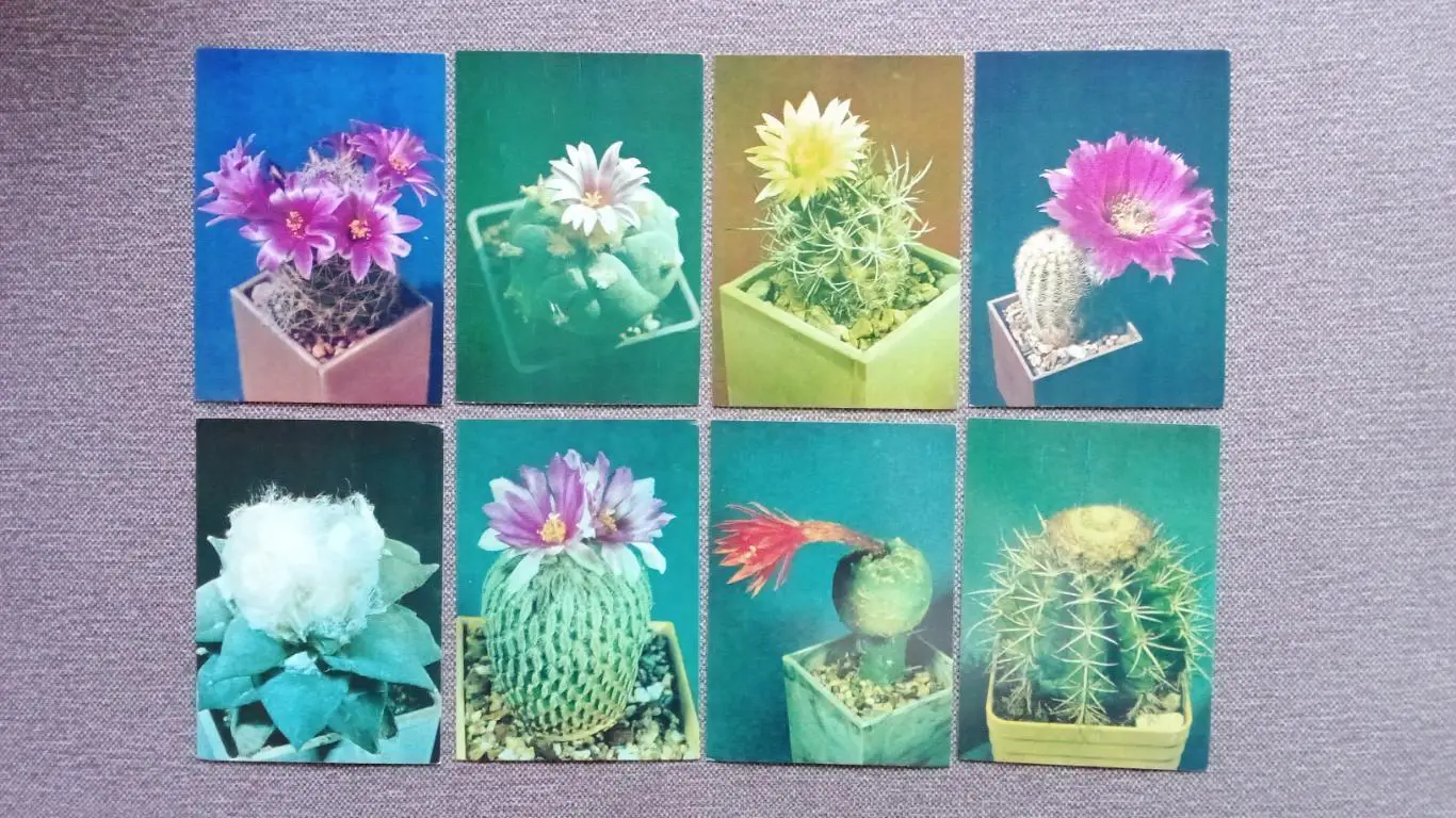 Кактусы 1984 г. Выпуск № 1 , полный набор - 24 открытки (чистые) Цветы Растения 5