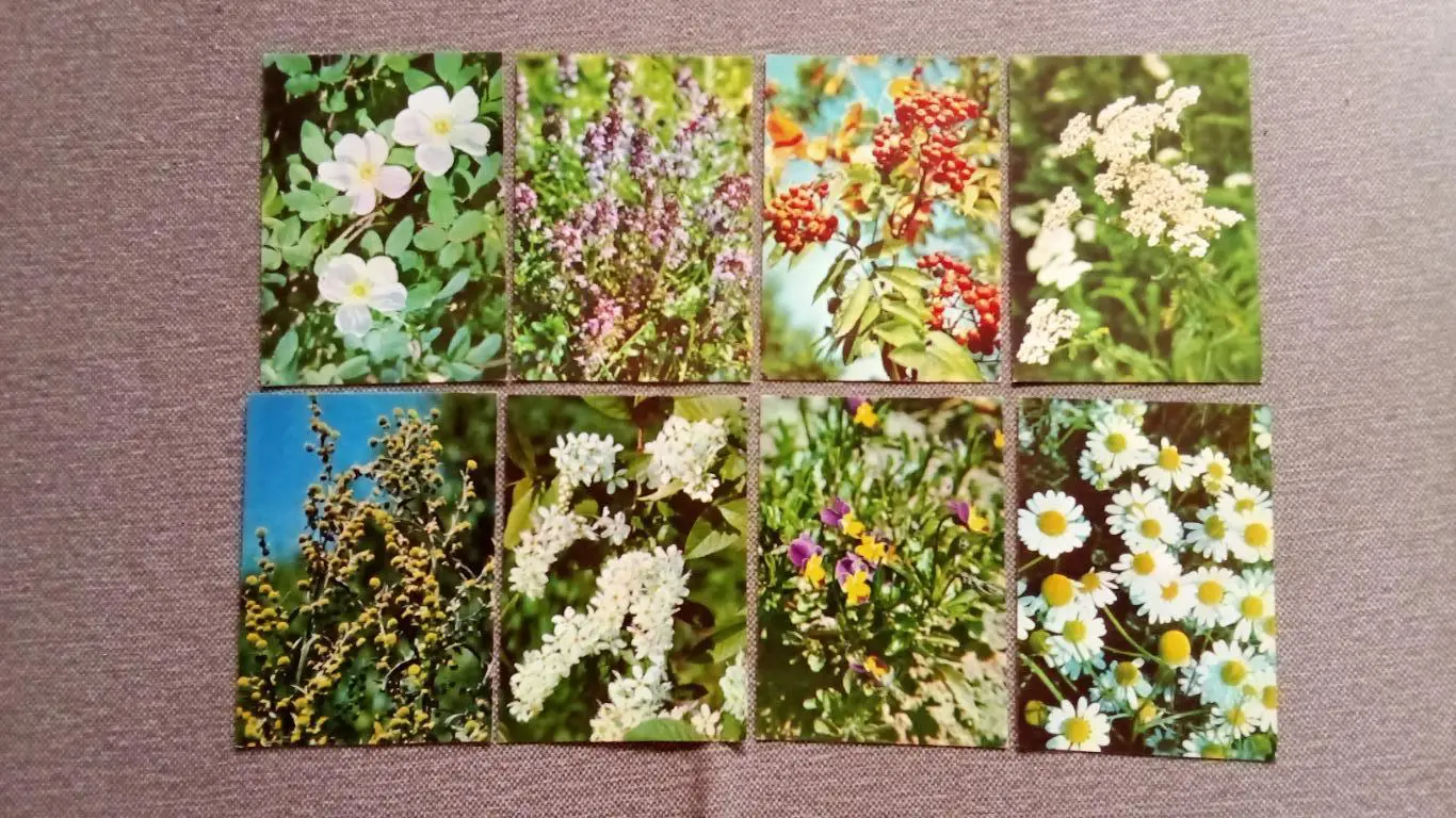 Зеленая аптека 1981 г. полный набор - 25 открыток Лекарственные растения и травы 3