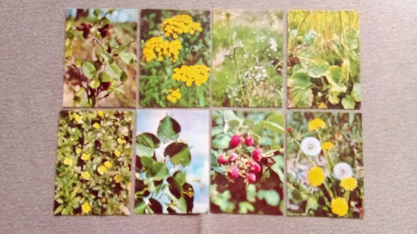 Зеленая аптека 1981 г. полный набор - 25 открыток Лекарственные растения и травы 4