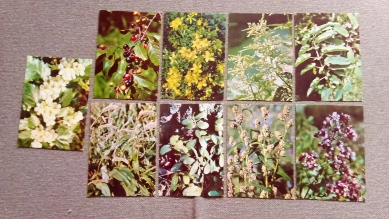 Зеленая аптека 1981 г. полный набор - 25 открыток Лекарственные растения и травы 5