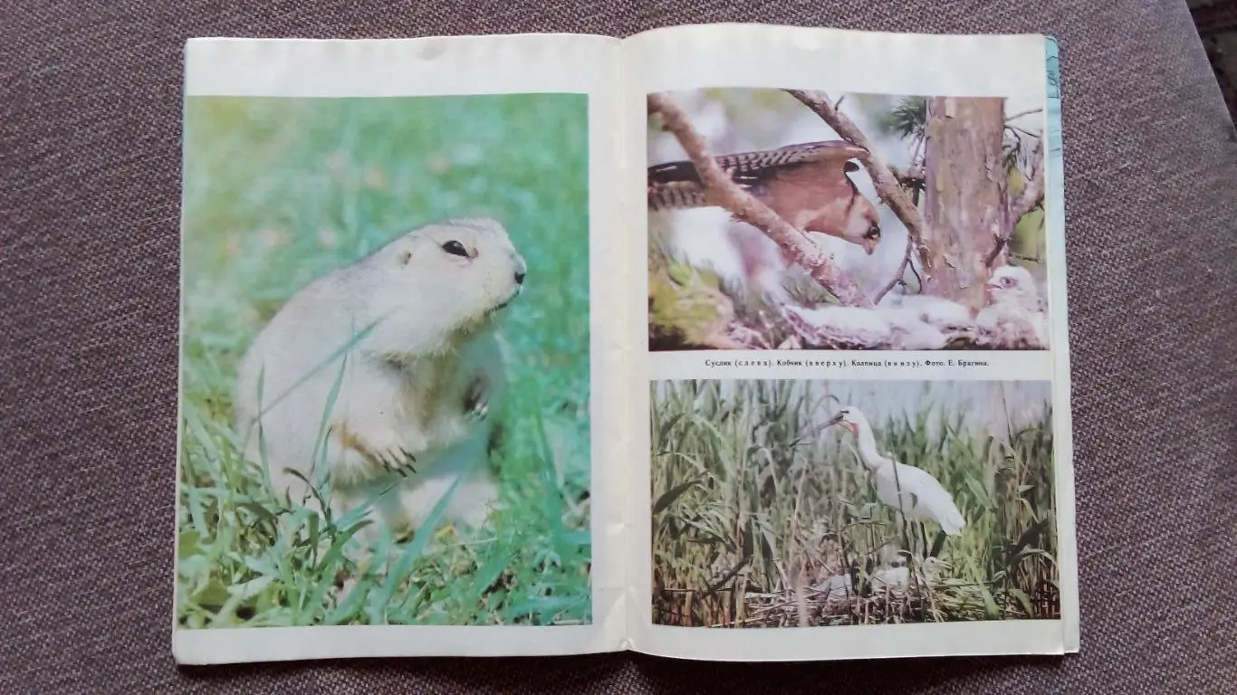 Журнал СССР : Юный натуралист № 3 (март) 1987 г. (Флора и фауна , животные) 5