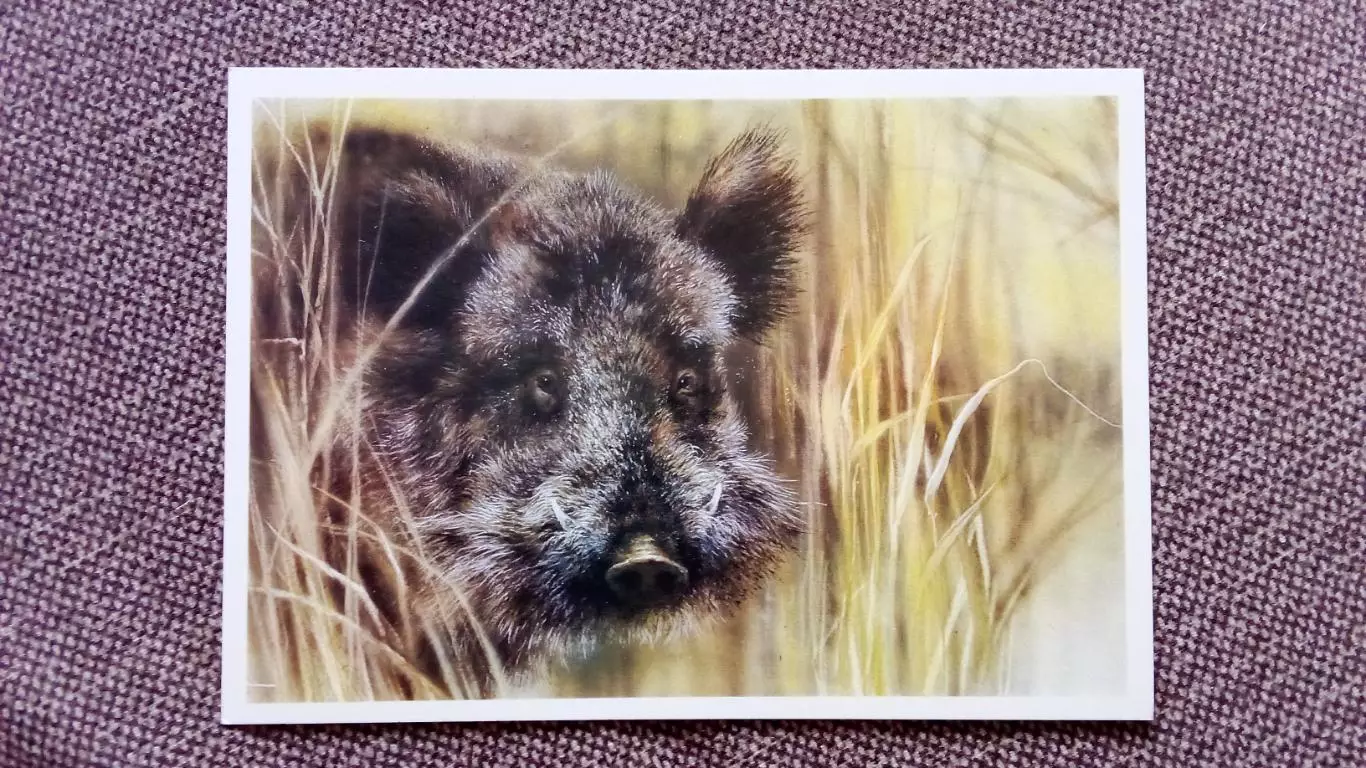 Дикий кабан 1989 г. Фауна Животные