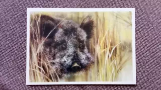 Дикий кабан 1989 г. Фауна Животные