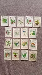 Спичечные этикетки (Спички) : СССР Лекарственные растения 1976 г. Флора Цветы