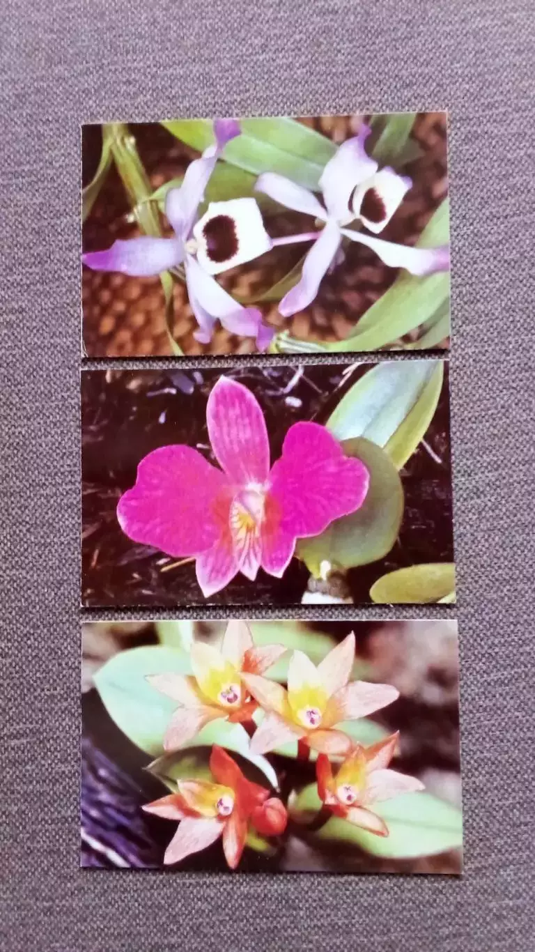 Орхидеи 1981 г. полный набор - 15 открыток (чистые , в идеале) Цветы Растения 2