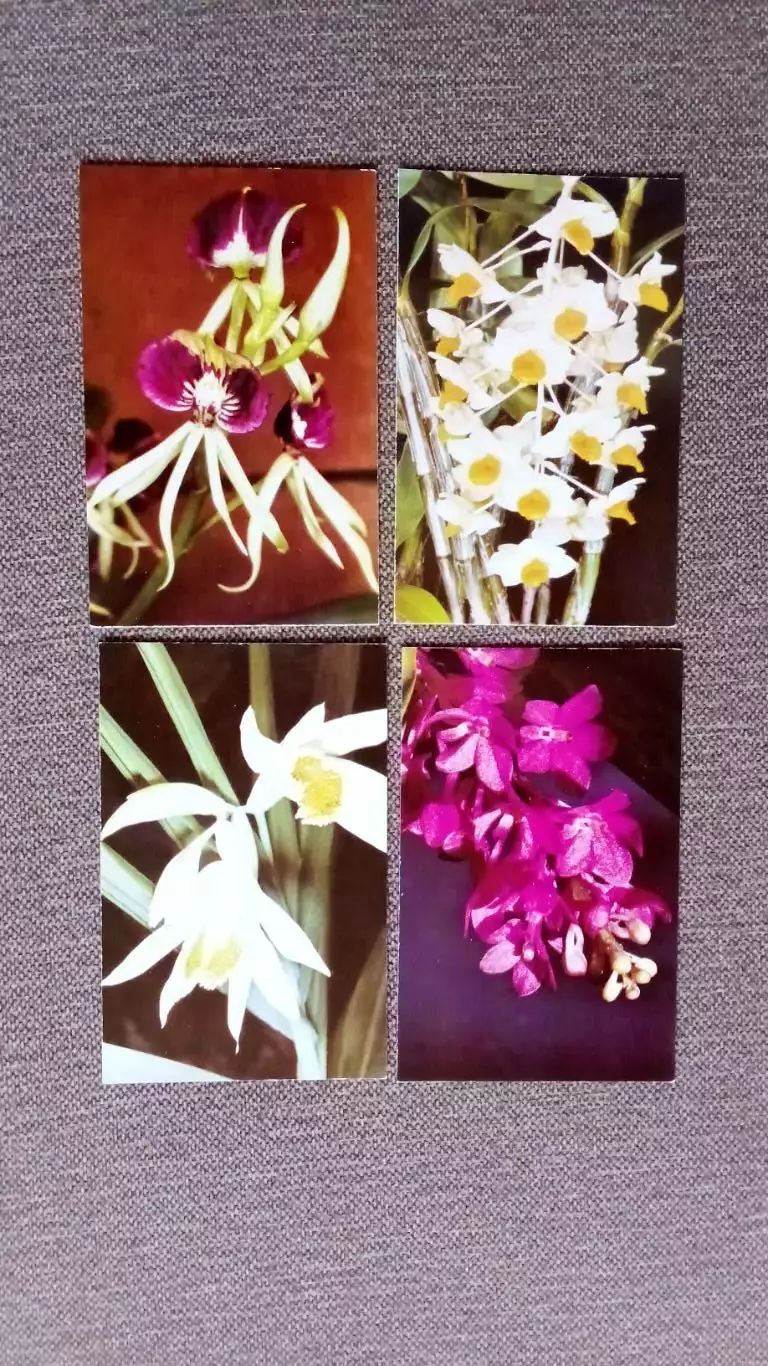 Орхидеи 1981 г. полный набор - 15 открыток (чистые , в идеале) Цветы Растения 4