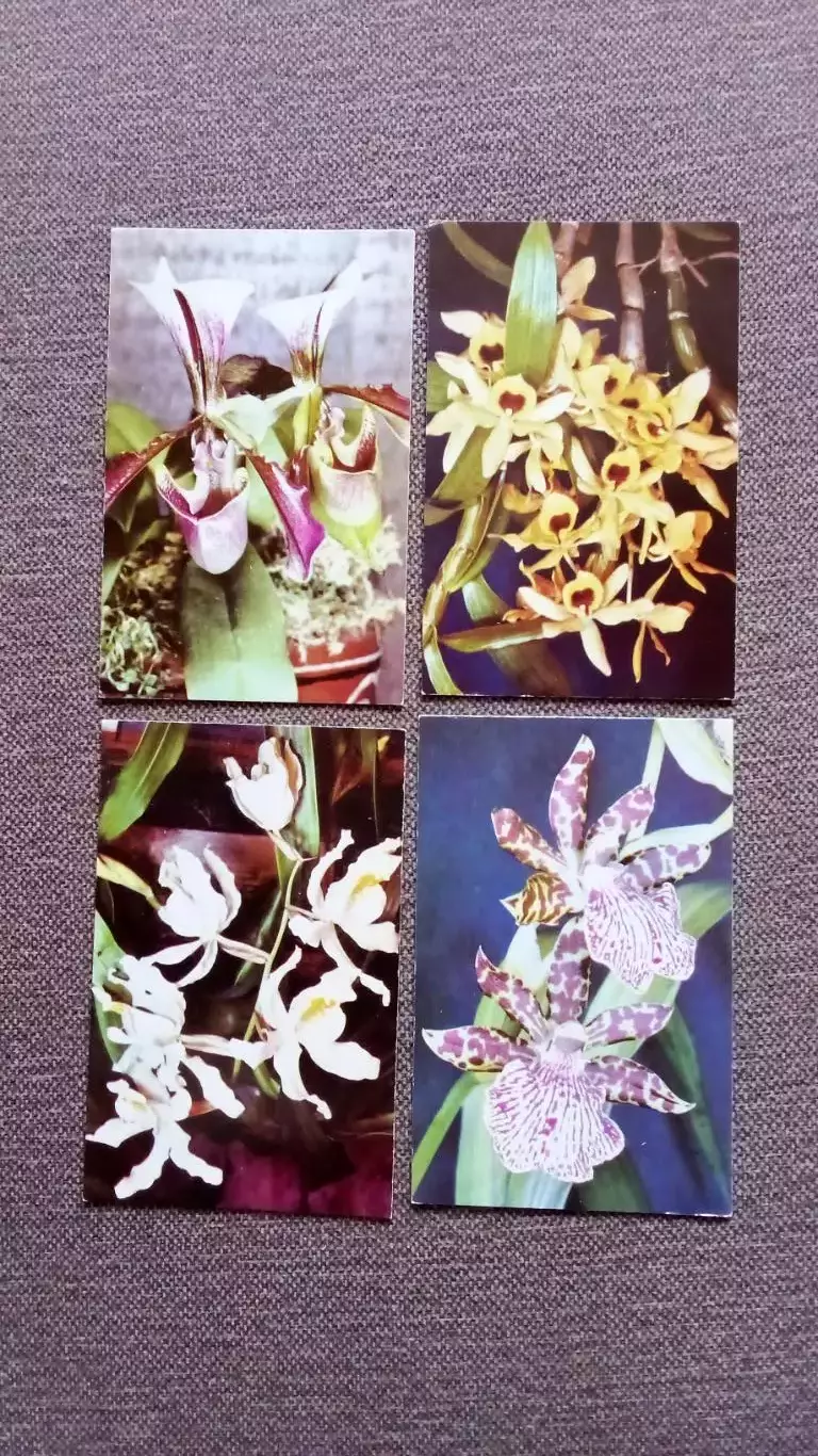 Орхидеи 1981 г. полный набор - 15 открыток (чистые , в идеале) Цветы Растения 5