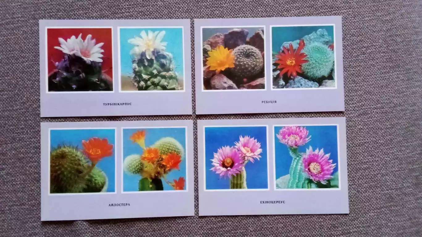 Колючие самоцветы (Кактусы) 1977 г. полный набор - 10 открыток (цветы , флора) 3