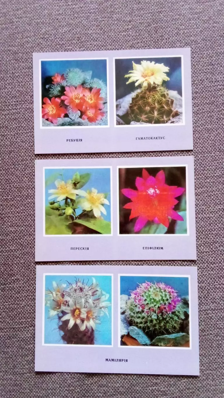 Колючие самоцветы (Кактусы) 1977 г. полный набор - 10 открыток (цветы , флора) 4