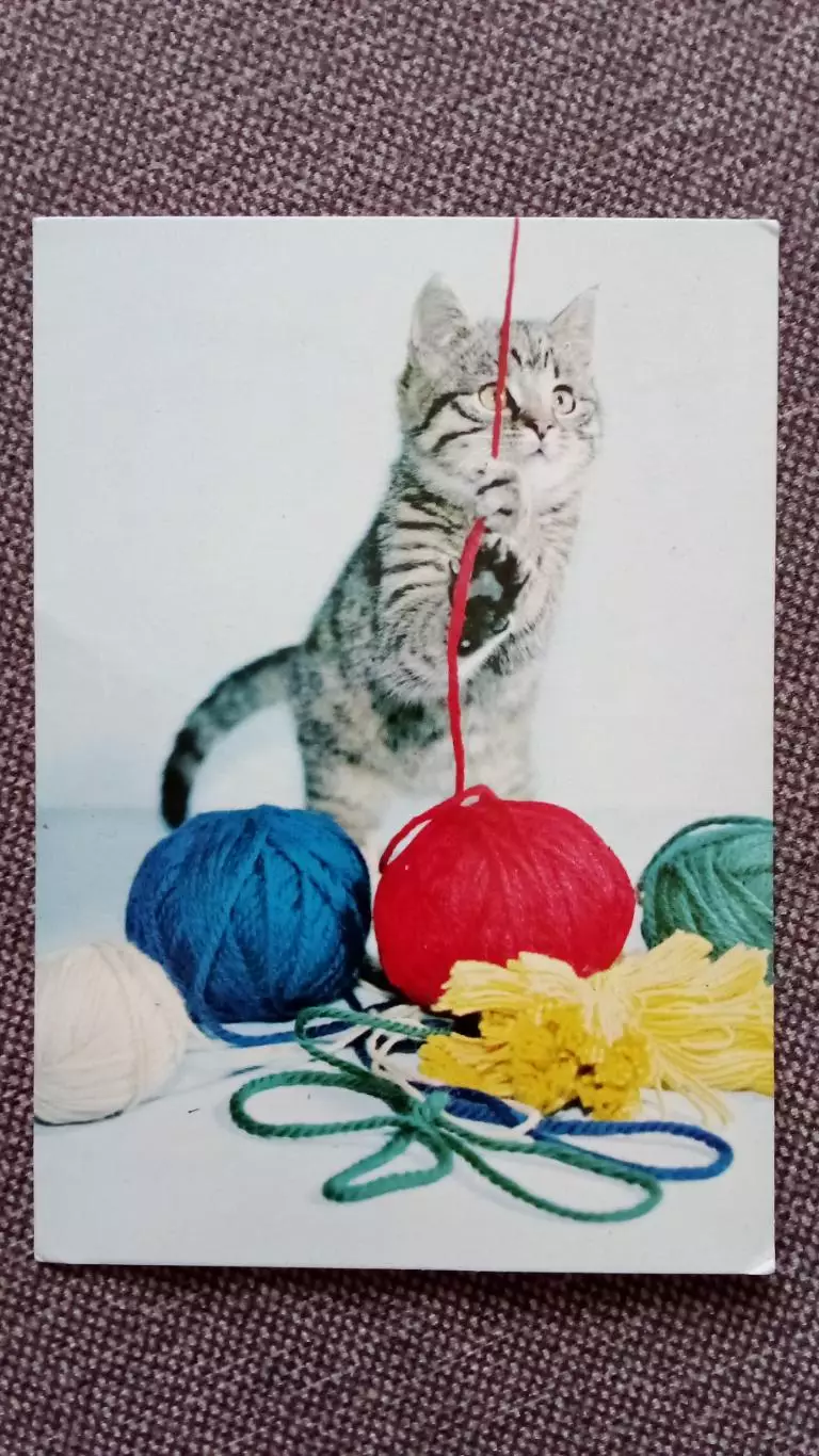 Болгария : Котенок играет с клубками шерсти 1974 г. Кошка Кот Фауна Животные