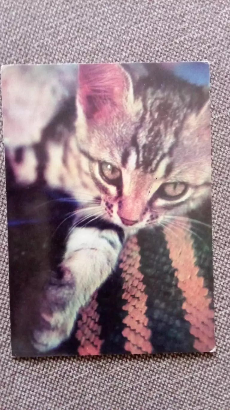 Болгария : Кот Кошка 1973 г. Фауна Домашние животные