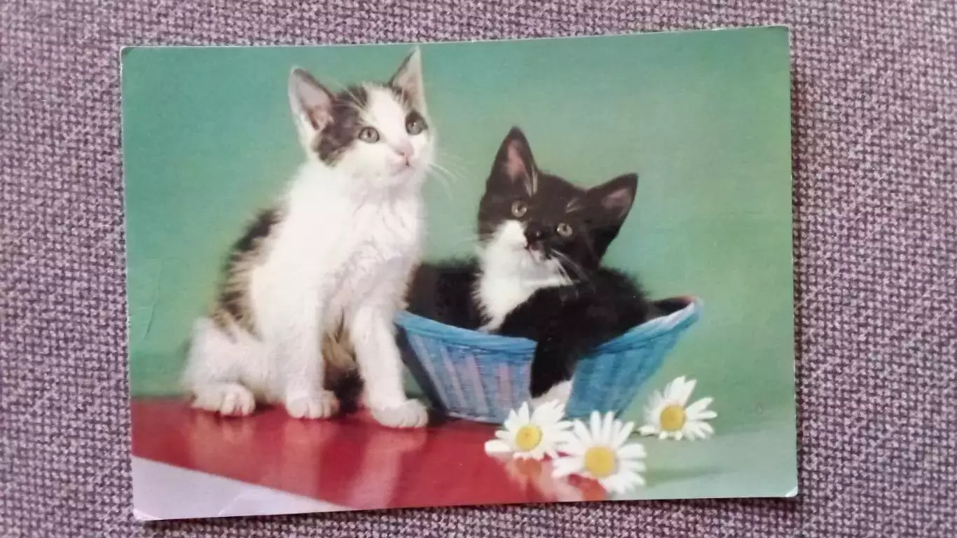 ГДР (Германия DDR) : Два котенка (70 - е годы) Кот Кошка Фауна Домашние животные