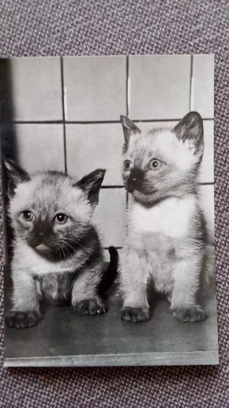 Чехословакия : Два котенка (Сиамский кот) Кошка Фауна Домашние животные 70 - е
