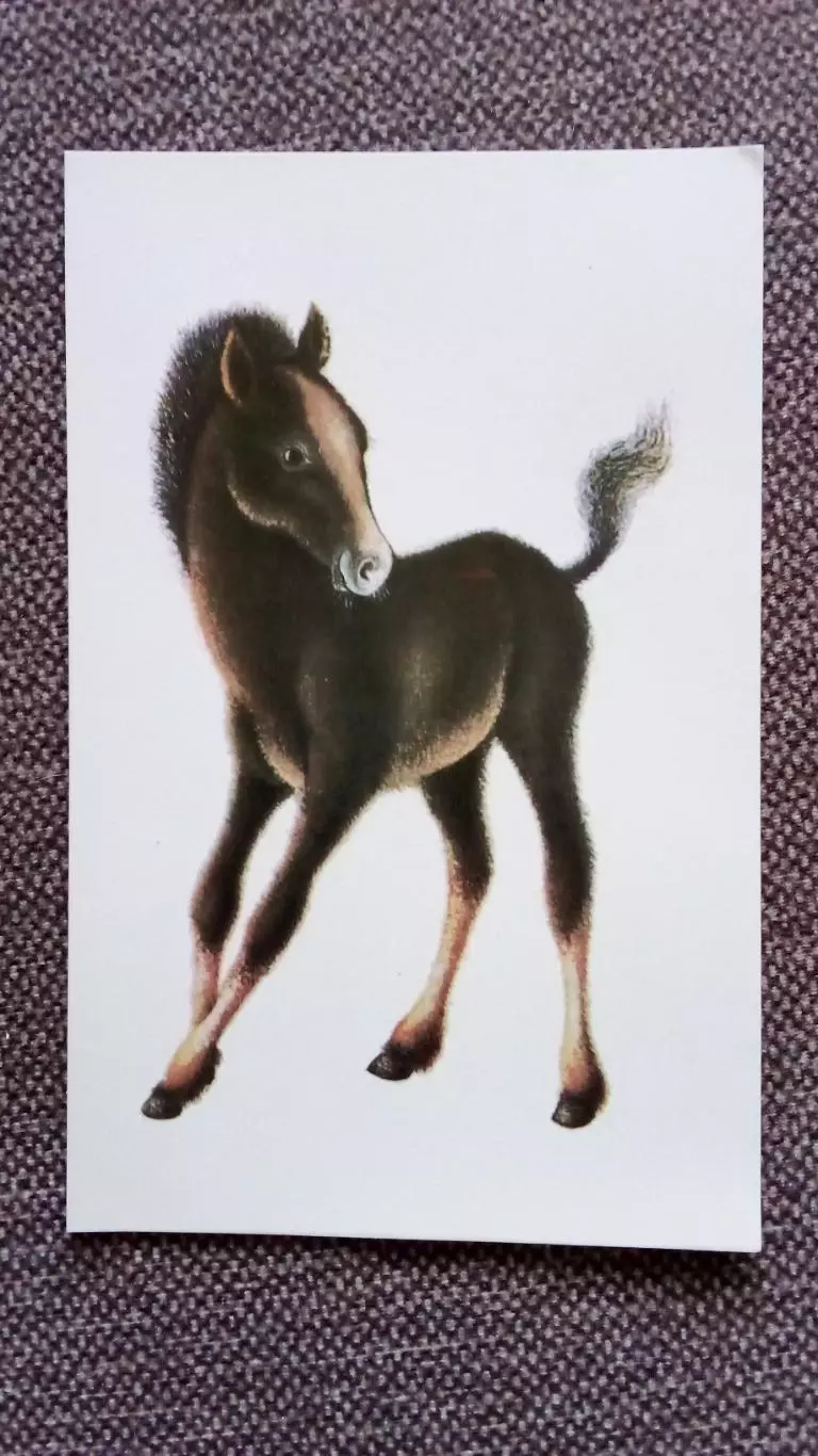 Жеребенок 1978 г. Лошадь Фауна Животный Животный мир