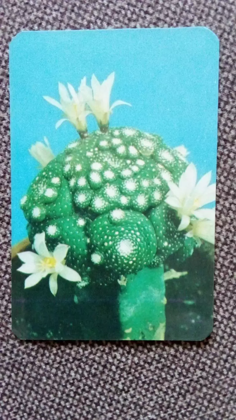 Карманный календарик : Кактус 1990 г. (Белоруссия (Цветы Флора Растения)