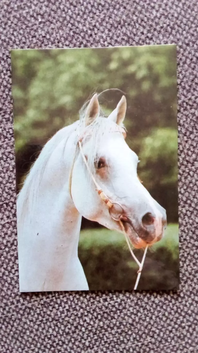 Карманный календарик : Арабская лошадь 1990 г. Фауна Животные