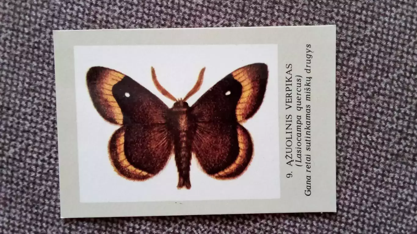 Карманный календарик : Бабочка 1988 г. Насекомые (Латвия Прибалтика)