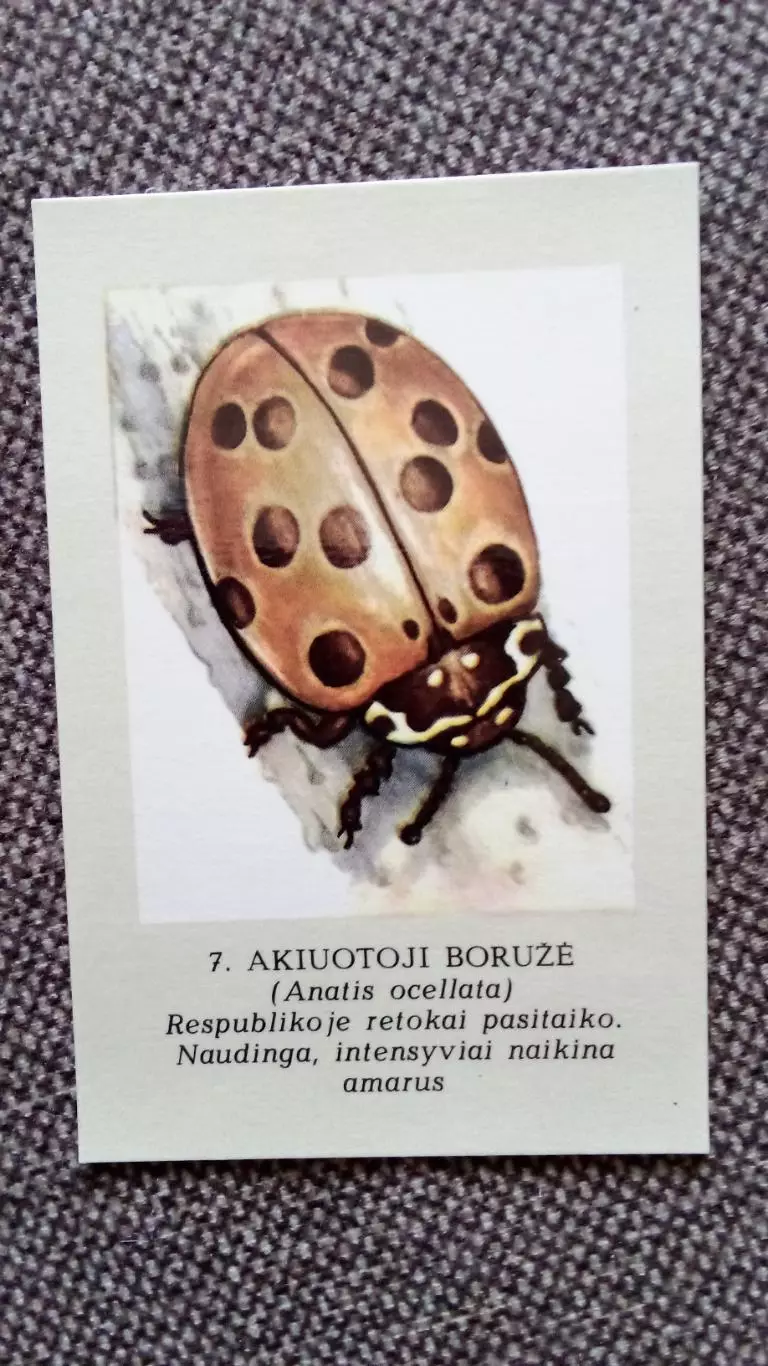 Карманный календарик : Божья коровка 1988 г. Насекомые (Латвия Прибалтика)